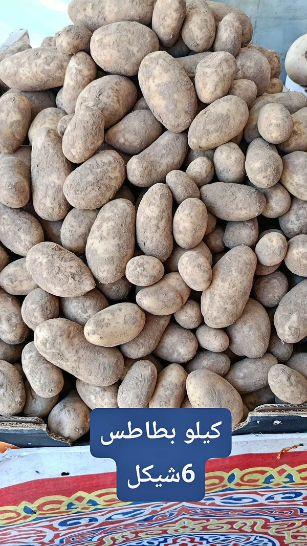 بطاطس طازجة - مواد غذائية وبقالة - سوق غزة