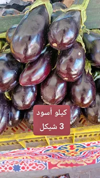 باذنجان أسود طازج - سوق غزة