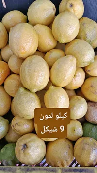 ليمون طازج - سوق غزة