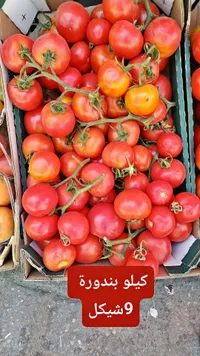 طماطم طازجة (بندورة) - سوق غزة
