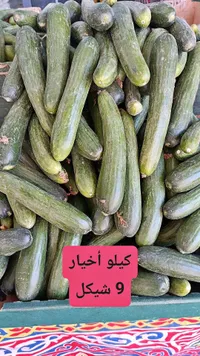 خيار طازج - سوق غزة