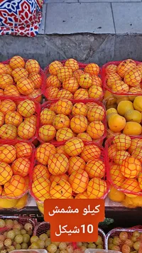 مشمش طازج - سوق غزة