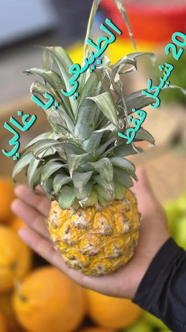 أناناس طازج - مواد غذائية وبقالة - سوق غزة