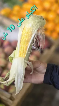 ذرة طازجة - سوق غزة