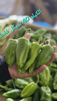 فلفل أخضر طازج - سوق غزة