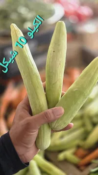 فقوس طازج - سوق غزة