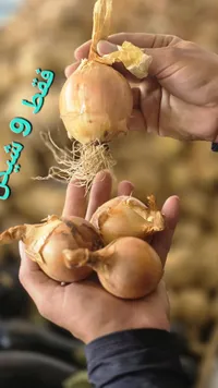 بصل طازج - سوق غزة