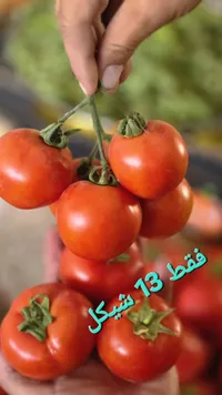 طماطم طازجة - سوق غزة