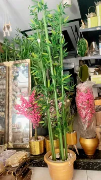 نبات الخيزران الحظ (Lucky Bamboo)
