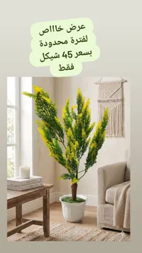نبات الأسبارجس الأصفر - شجرة زينة
