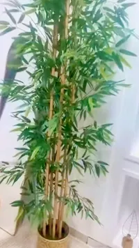 نبات الخيزران الزينة