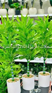 نبتة خيزران صناعية في أصيص أبيض - محلات أغزيزة
