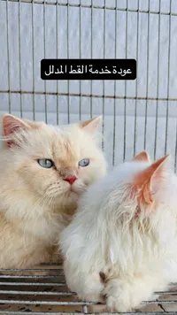 قطط شيرازية - متجر القط المدلل