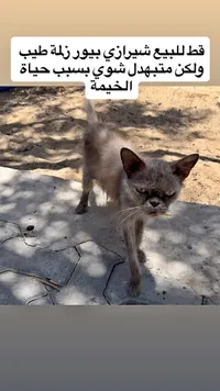 قط شيرازي بيور للبيع