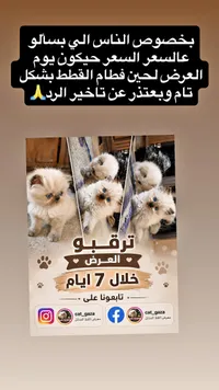 قطط فارسية للبيع