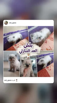 قطط شيرازي للبيع - سوق غزة