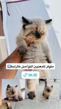قطة شيرازي للبيع