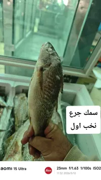 سمك جَرع طازج - نخب أول