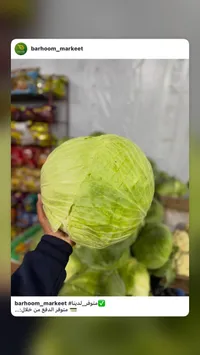 ملفوف أخضر طازج