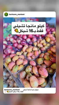مانجو تشيلي - سوق غزة