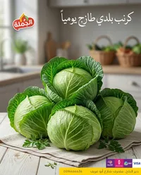 الملفوف الأخضر الطازج