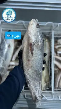 سمك الجرع الطازج