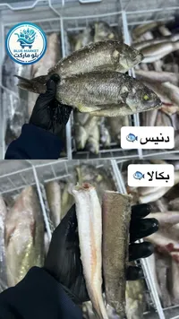 سمك دنيس طازج