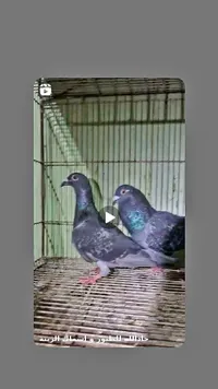 حمام زاجل