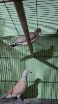 حمام زاجل