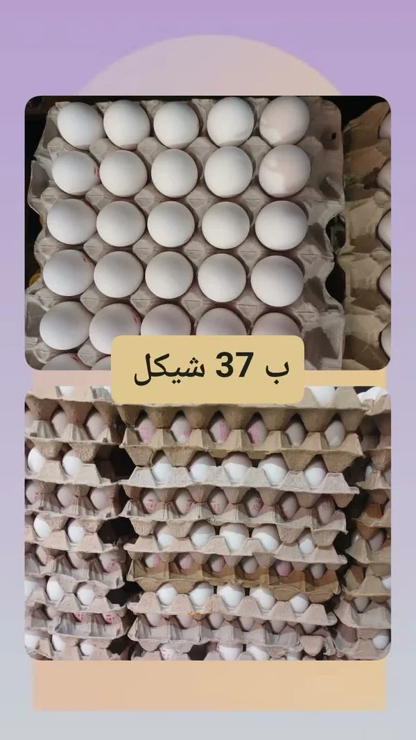 بيض مائدة طازج - مواد غذائية وبقالة - سوق غزة