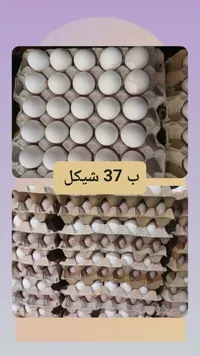 بيض مائدة طازج - سوق غزة