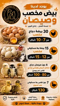 بيض مخصب وصيصان - عيادة د. عبدالله البيطرية