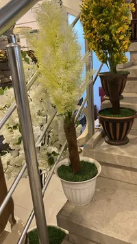شجرة زينة صناعية - أسبيراجوس أصفر