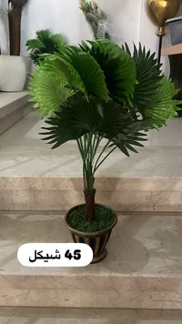 نبات الأرايكا - شيكل 45