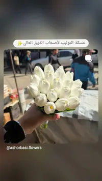 مسكة توليب أبيض - أشورباسي (Ashorbasi)