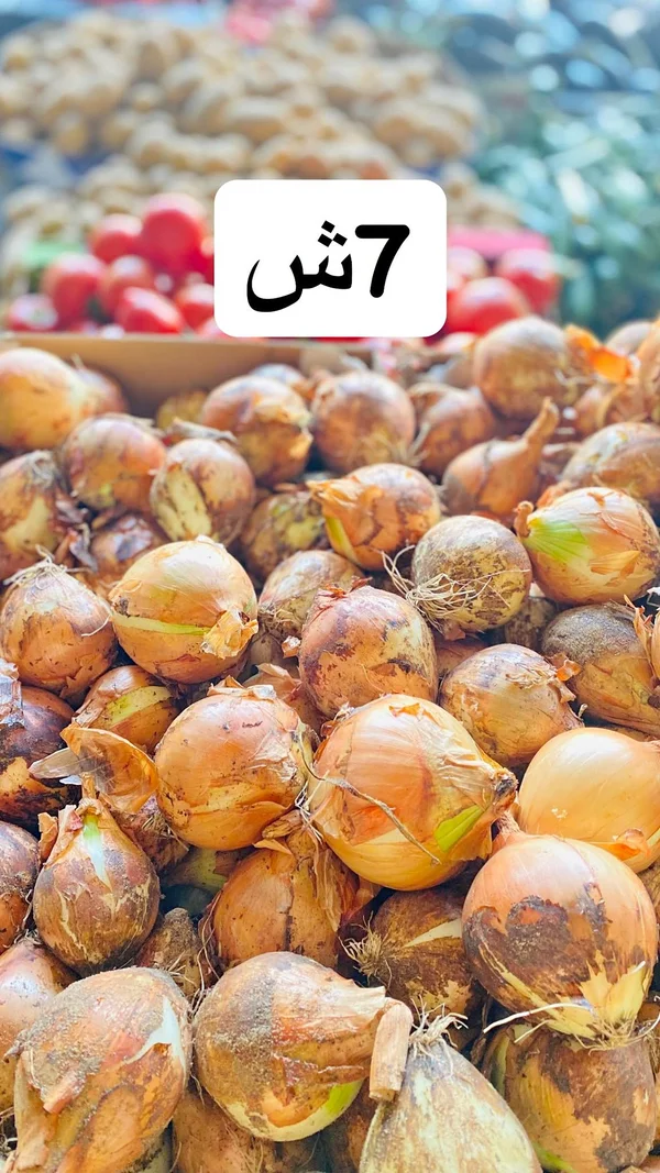 بصل طازج - مواد غذائية وبقالة - سوق غزة