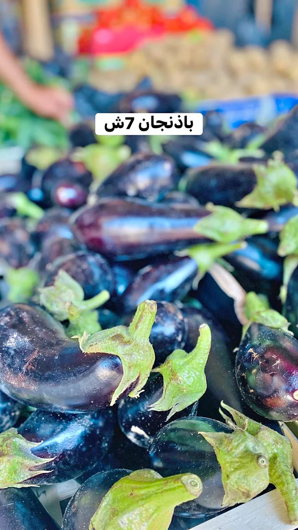 باذنجان طازج - مواد غذائية وبقالة - سوق غزة
