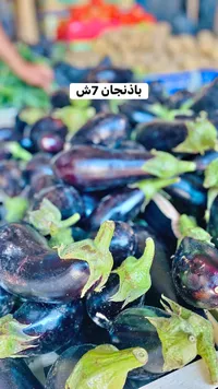 باذنجان طازج - سوق غزة