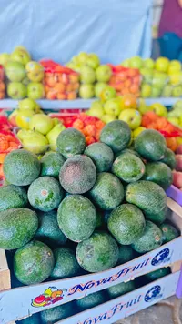 أفوكادو طازج - نوفا فروت (Nova Fruit)