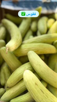 فقوس طازج