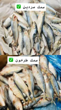 سمك سردين طازج