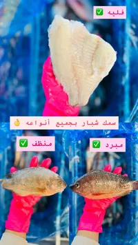 سمك شبار طازج ومنظف