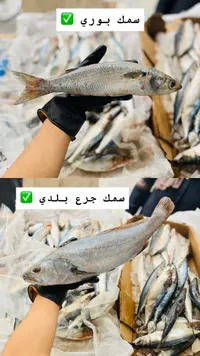 سمك بوري طازج
