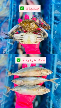 جلمبات طازجة