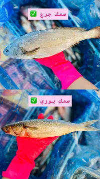 سمك جرع وبوري طازج