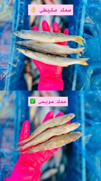 سمك مليطي وسويسي طازج