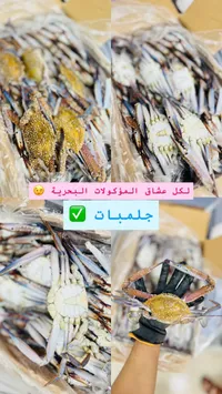 جلمبات طازجة