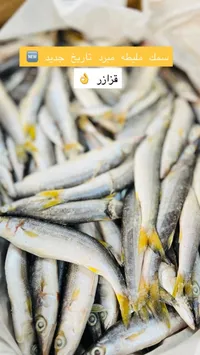 سمك مليطة مبرد