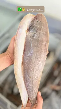 سمك موسى طازج