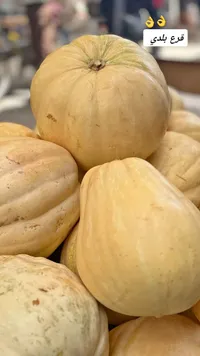 قرع بلدي طازج